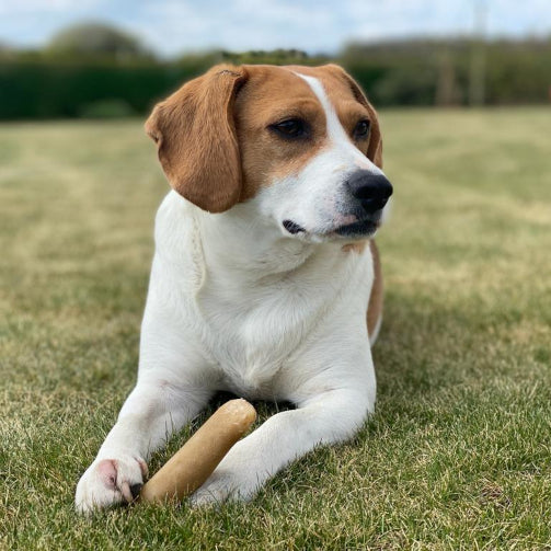 A customer dog with a K2 yak chew