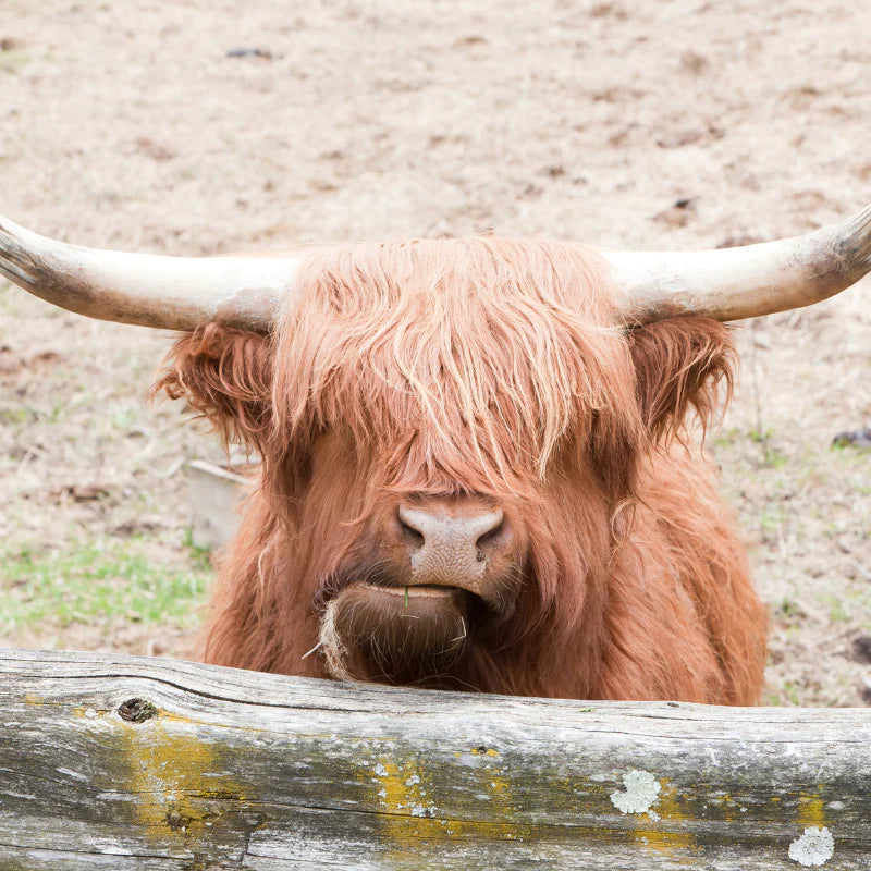 What are Himalayan Yak Chews for dogs?