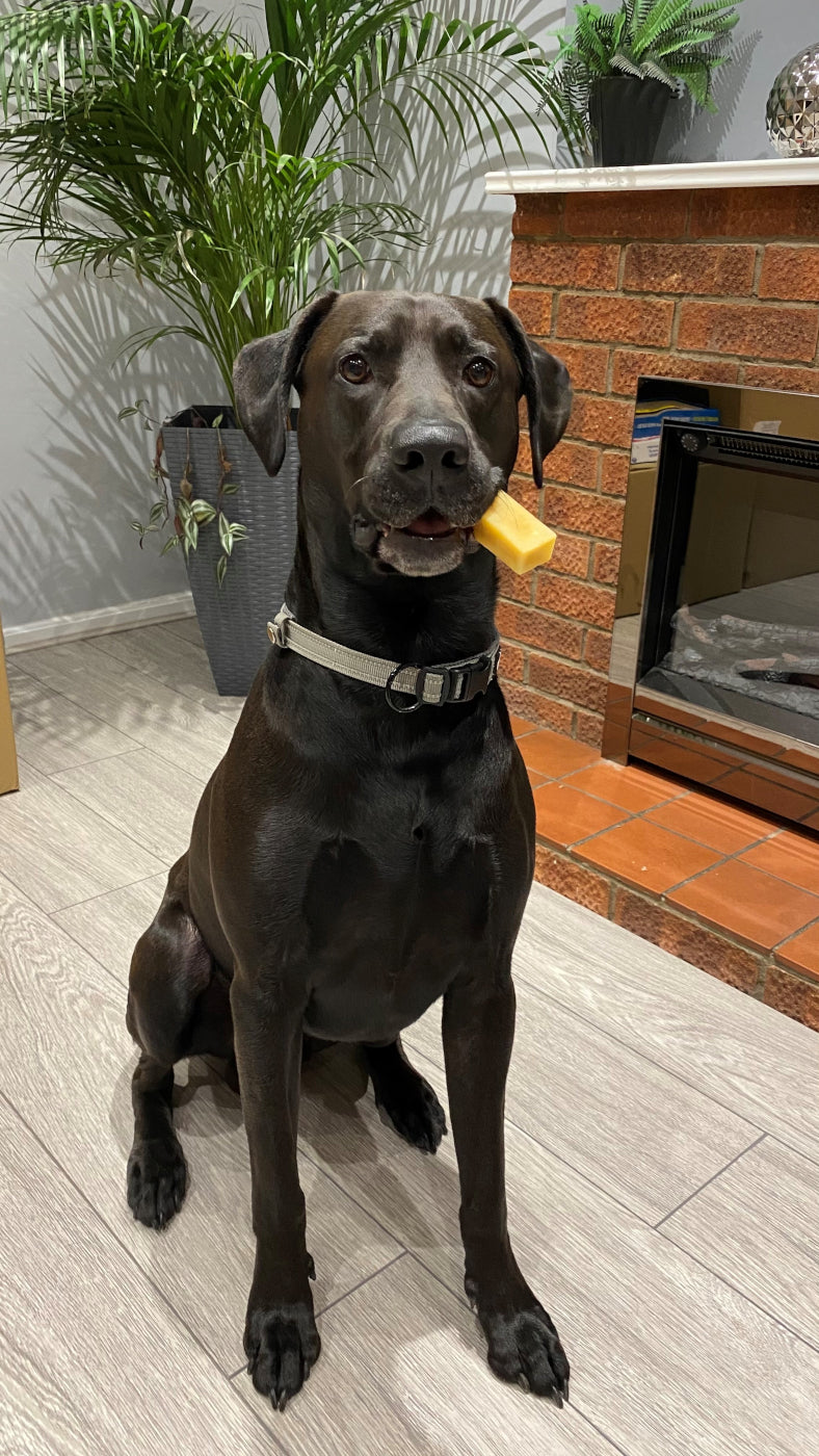 K2 Yak Chew – Original Himalayan Yak Chew (XX-Large JUMBO)