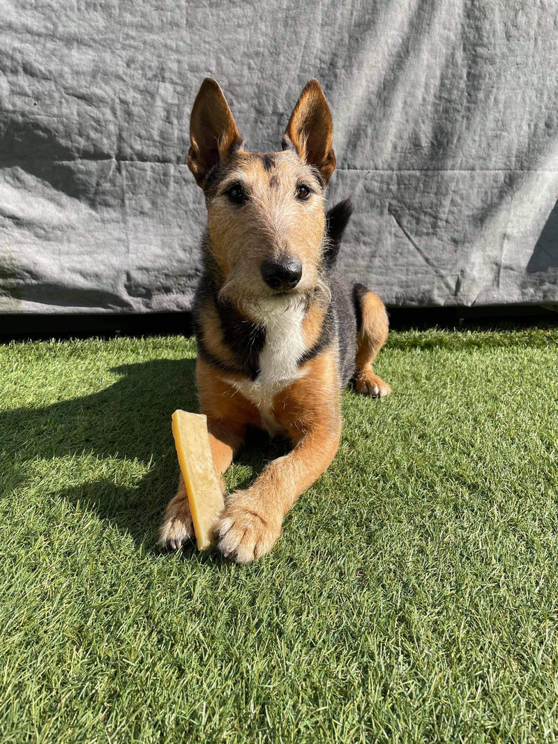 A customer dog with a K2 yak chew