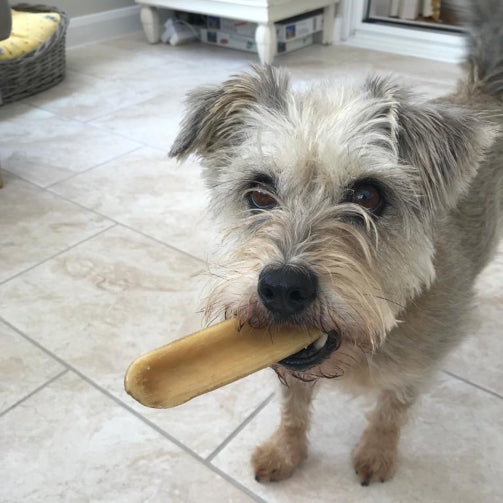 A customer dog with a K2 yak chew