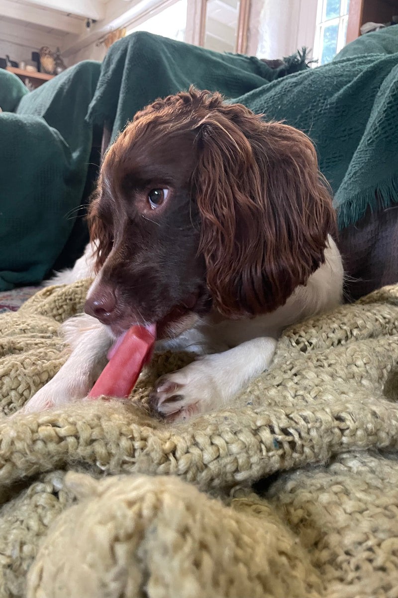 A customer dog with a K2 yak chew