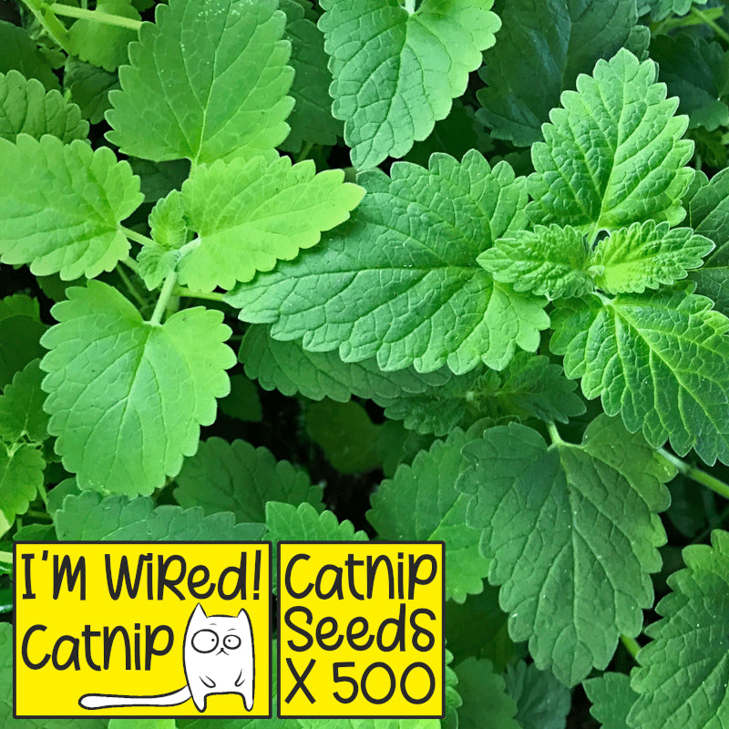 I'm Wired Catnip Seeds – Nepeta Cataria (x500 Seeds)