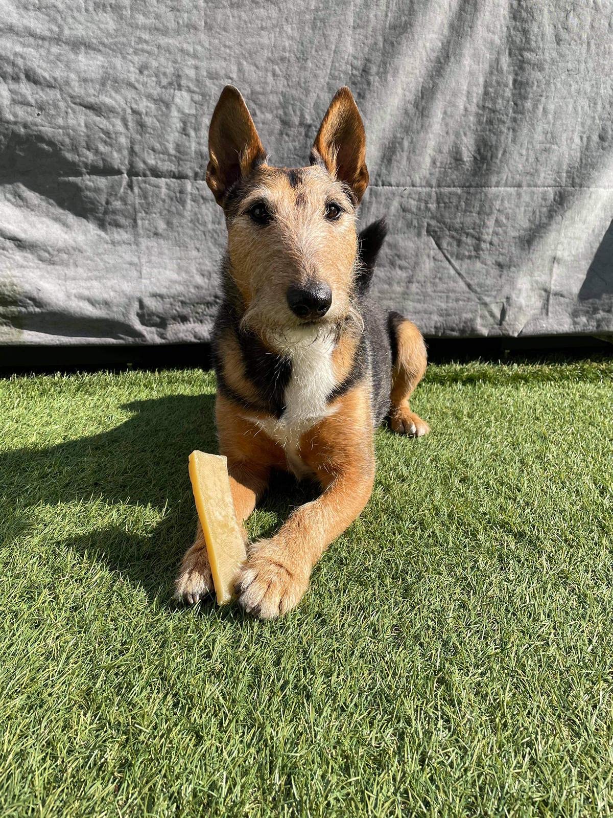 K2 Yak Chew – Original Himalayan Yak Chew (XX-Large JUMBO)