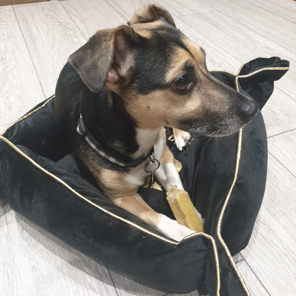 A customer dog with a K2 yak chew