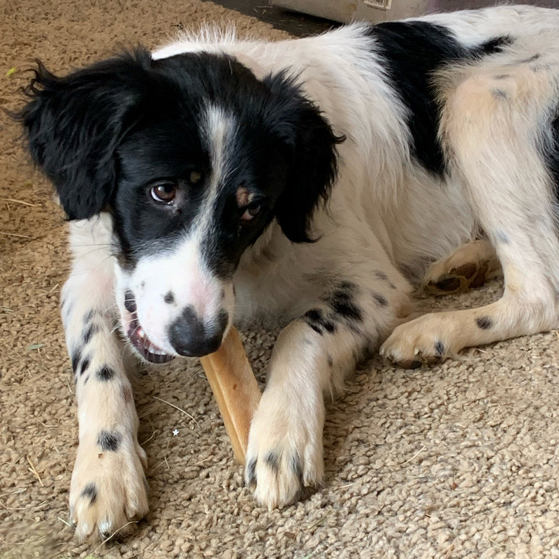 A customer dog with a K2 yak chew