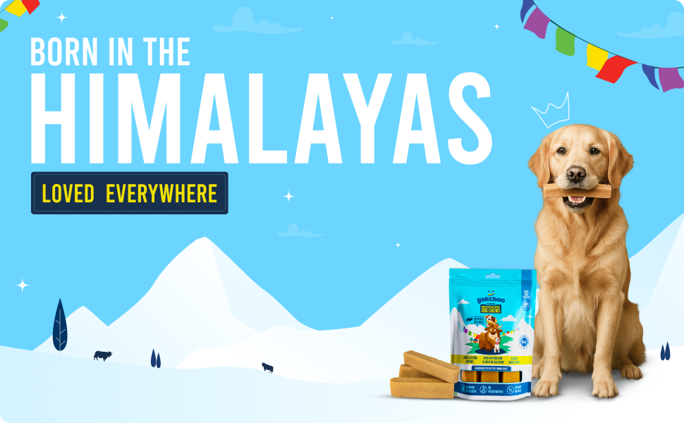 Yakchoo Himalayan Yak Cheese Dog Chews - Medium 70g - Blueberry Coconut & Mango 3 Pk